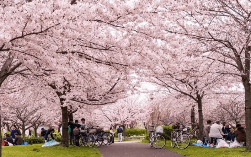 Hanami Festival 2024 (Cherry Blossom Festival)