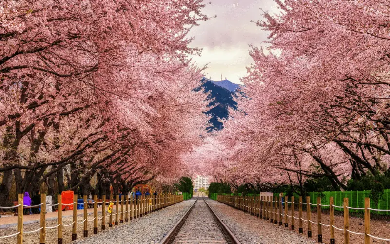 Hanami Festival 2024 (Cherry Blossom Festival)